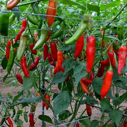 Picture of Aji Delight Chilli Pepper